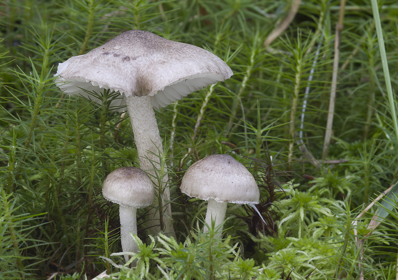 Hygrophorus pustulatus